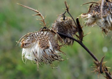 Kutsanmış Süt Devedikeni Silybum Marianum Tohumları sonbaharda. Yerel odaklanma ve alanın sığ derinliğine sahip resim