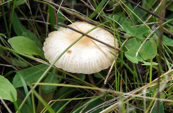 Cogumelos Venenosos Não Comestíveis Crescem Entre Grama Nos Prados — Fotografia de Stock