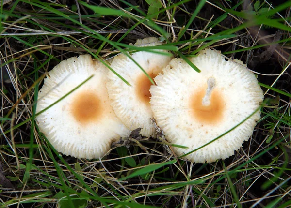 Champignons Toxiques Non Comestibles Poussent Parmi Herbe Dans Les Prairies — Photo