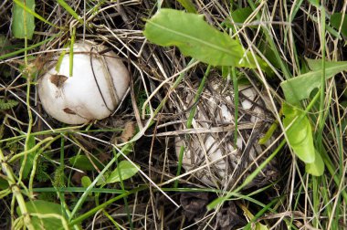 Çayırdaki çimlerin arasında vahşi şampiyon mantarları