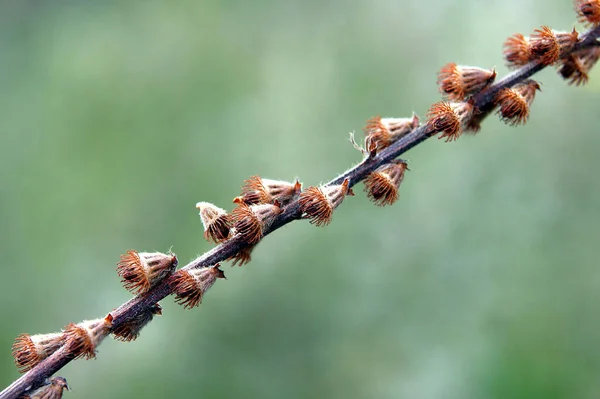 Church Steeples Sticklewort Agrimonia Eupatoria Burr Seed Heads Image Local — Stock Photo, Image