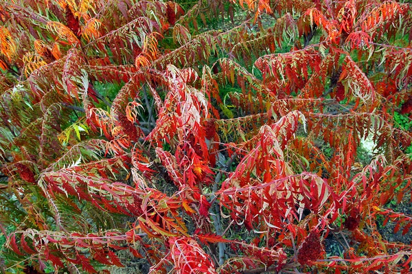 Mnohobarevné Barevné Listy Sumacu Podzim Jako Přírodní Backgroun — Stock fotografie