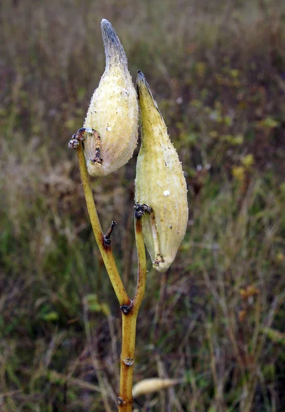 Folículos Maleza Común Asclepias Syriaca Con Semillas Imagen Con Enfoque — Foto de Stock