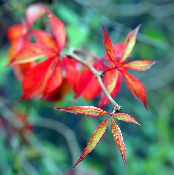 Vackra Röda Blad Virginia Creeper Parthenocissus Quinquefolia Hösten Bild Med — Stockfoto