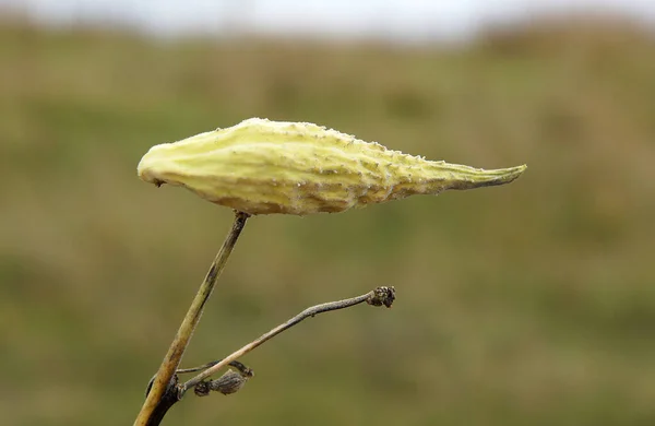 带有种子的普通乳草 Asclepias Syriaca 具有局部聚焦和浅层场深度的图像 — 图库照片