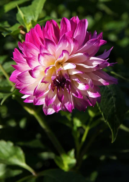 Las Flores Dahlia Son Siempre Muy Hermosas Frágiles — Foto de Stock