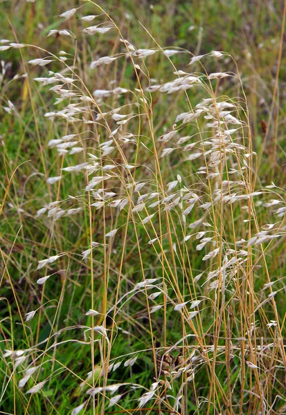 草原上常见的野生燕麦 Avena Fatua 具有局部聚焦和浅层场深度的图像 — 图库照片