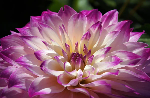 Las Flores Dahlia Son Siempre Muy Hermosas Frágiles — Foto de Stock