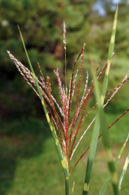 Süslü Çimen Dikenleri Miscanthus Sinensis Zebrinus. Yerel odaklanma ve alanın sığ derinliğine sahip resim