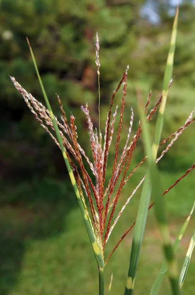 Épillets Herbe Ornementale Miscanthus Sinensis Zebrinus Image Avec Mise Point — Photo