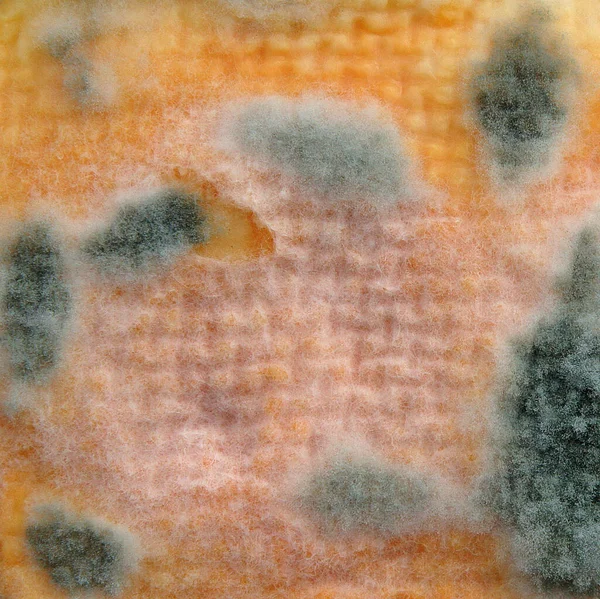 Mold on the surface of a piece of cheese as an abstract textur