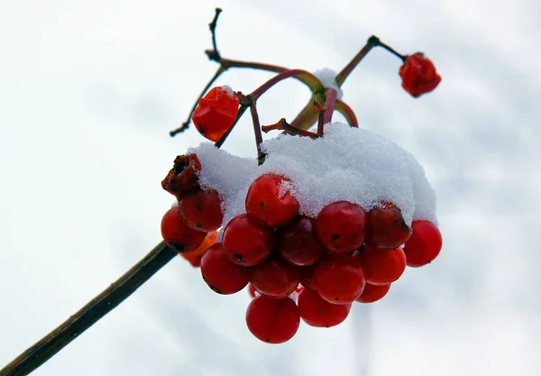 First Snow Lies Viburnum Berries Image Local Focusing Shallow Depth — Stock Photo, Image