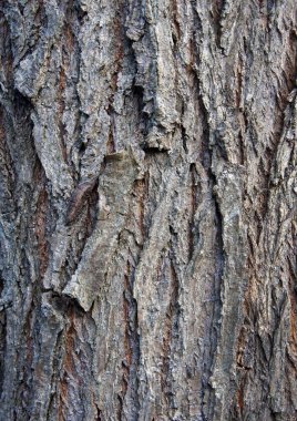 Beyaz Söğüt (Salix alba) kabuk yüzey dokusu doğal arka grup olarak