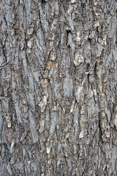 Field Elm Ulmus Minor Bark Surface Texture Natural Background — Stock Photo, Image