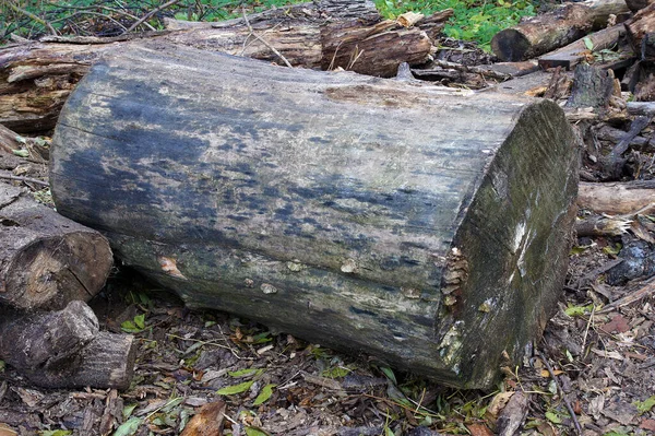 Sonbahar ormanında terk edilmiş çürümüş kütükler.