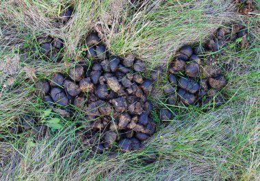 Topraktaki at dışkısı iyi organik gübre olacak.