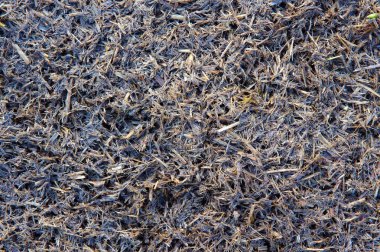 Topraktaki at dışkısı iyi organik gübre olacak.