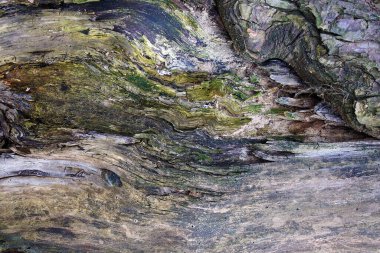 Çürümüş bir kütüğün yüzeyindeki güzel soyut resimler.