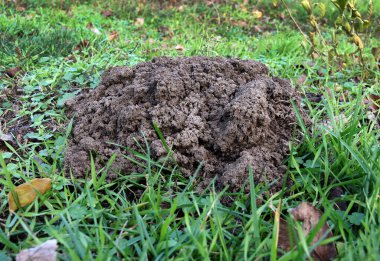 Bahçedeki çimlerde yeni bir köstebek yuvası