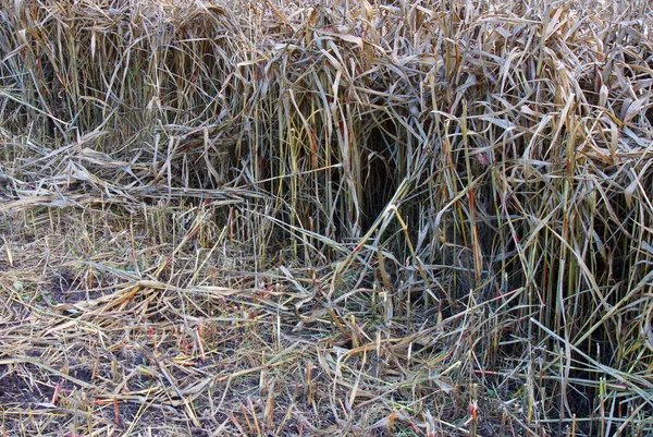 Сухие Стебли Листья Кукурузы Являются Ценной Пищей Животных Зимой — стоковое фото