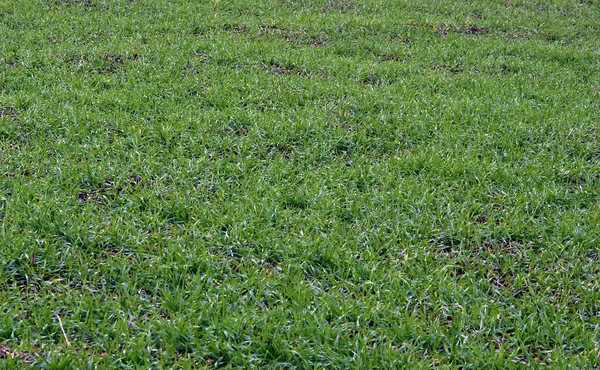 Frische Sprossen Von Winterweizen Auf Einem Feld Spätherbst — Stockfoto