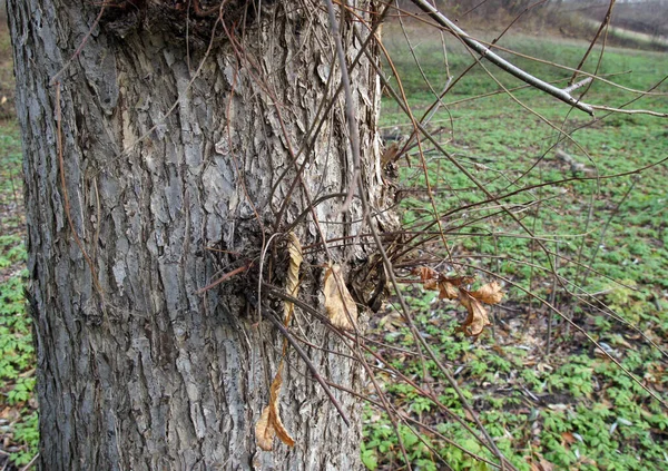 Brotes Finos Tronco Del Olmo Campo Ulmus Minor — Foto de Stock