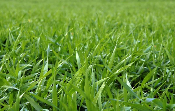 Germogli Freschi Grano Invernale Campo Tardo Autunno — Foto Stock