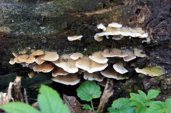 Pilze Die Auf Den Morschen Überresten Eines Baumes Parasitieren — Stockfoto