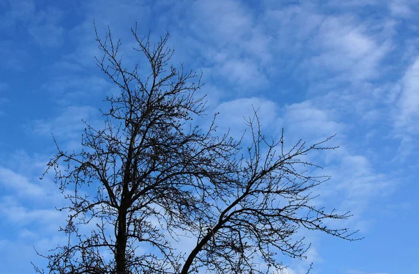 Tops Árboles Viejos Sobre Fondo Del Cielo Otoñal —  Fotos de Stock