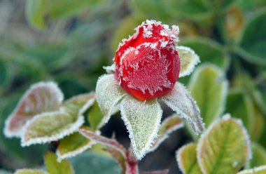 Donmuş suyun beyaz kristalleri bir gülün üzerinde stoarfrost olarak adlandırılır. Yerel odaklanma ve alanın sığ derinliğine sahip resim