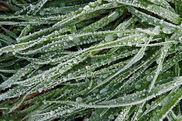 Gelée Gouttes Eau Gelées Sur Herbe Verte — Photo