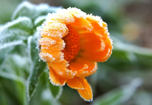 Donmuş Suyun Beyaz Kristalleri Bir Takvim Çiçeğinin Üzerinde Stoarfrost Olarak — Stok fotoğraf