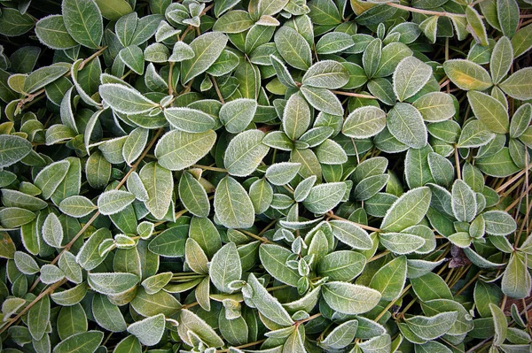 Harrfrost Periwinkle Blad Som Naturlig Jul Och Nyår Bakgrund — Stockfoto