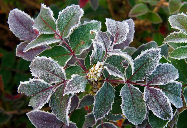 Gelée Blanche Sur Les Feuilles Mahonia Aquifolium Comme Fond Naturel — Photo