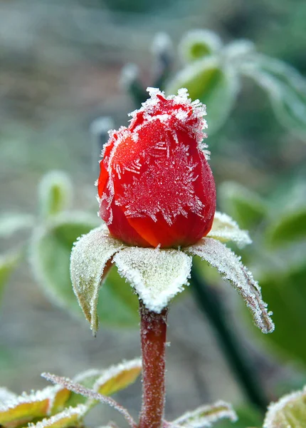 Cristais Brancos Água Congelada Chamados Hoarfrost Uma Rosa Imagem Com — Fotografia de Stock