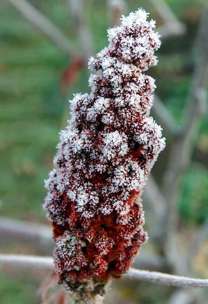 White Crystals Frozen Water Called Hoarfrost Red Drupes Staghorn Image — Stock Photo, Image