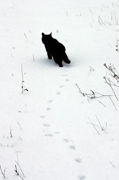 Μαύρη Γάτα Περπατάει Φρέσκο Χιόνι Και Αφήνει Ίχνη — Φωτογραφία Αρχείου