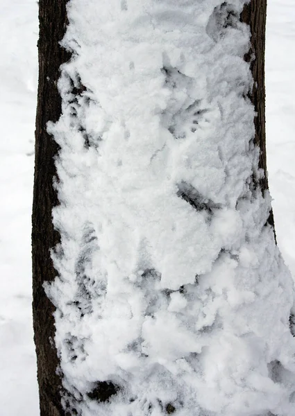 雪の中にリスが残した痕跡は その行動を研究することを可能にする — ストック写真