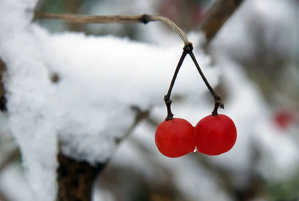 Vörös Bogyók Viburnum Háttér Télen — Stock Fotó