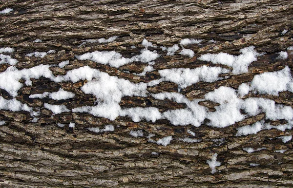 Corteccia Dell Albero Coperta Neve Come Sfondo Naturale — Foto Stock