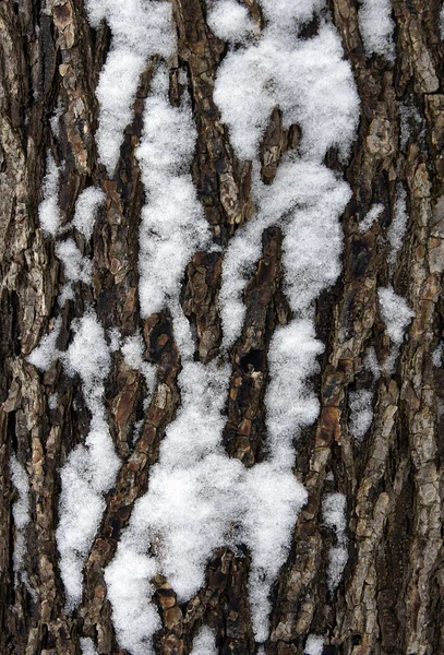 Corteza Del Árbol Está Cubierta Nieve Como Fondo Natural —  Fotos de Stock