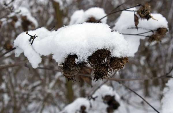 Szárított Bojtorján Termése Télen Hóval Borítva — Stock Fotó