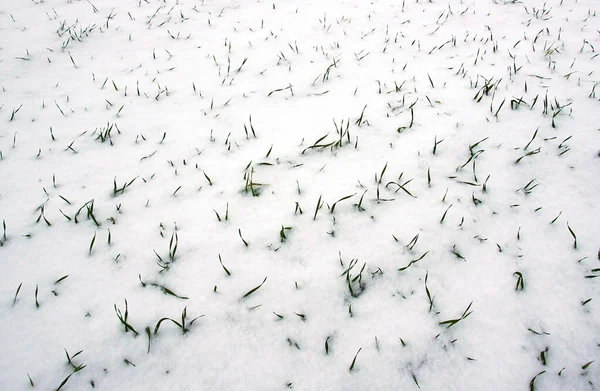 Brotes Trigo Invierno Bajo Nieve Campo Invierno — Foto de Stock