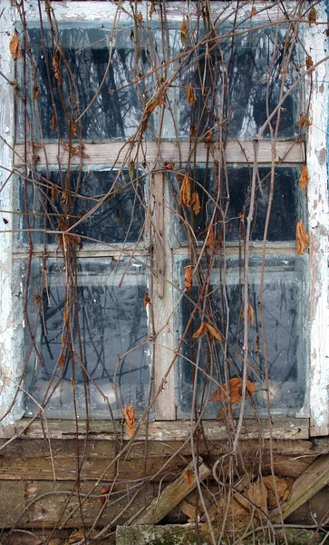 Okno Starego Domu Suche Łodygi Dziewiczych Winogron Jako Tło — Zdjęcie stockowe