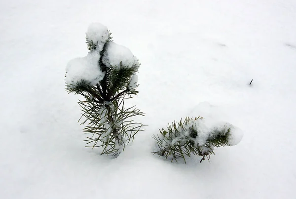 Mała Sosna Pokryta Świeżym Śniegiem — Zdjęcie stockowe