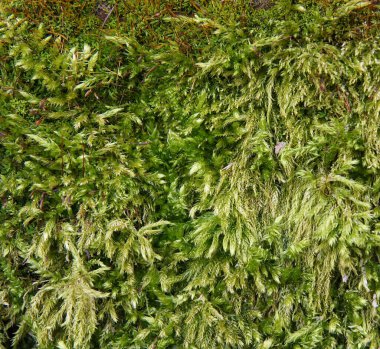 Moss 'un güzel bir dokusu ve güzel desenleri vardır. 