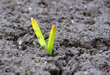İlkbaharın başlarında taze soğan filizi - yerel odaklı fotoğraf 
