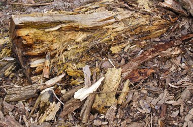 Yaşlı bir ağacın büyük gövdesi mantar ve bakteriler yüzünden çöpe dönüştü. 