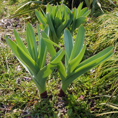 Baharın başlarında mavi küre soğanının (Allium caeruleum) genç bitkileri