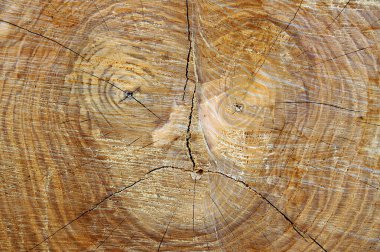 Ağaç gövdesinin kesimindeki desen (yaygın kül) bir adamın uğursuz yüzüne benzer. 